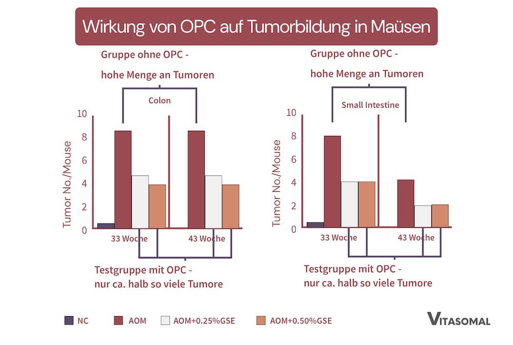 OPC - Wirkung von OPC auf Tumorbildung in Maüsen