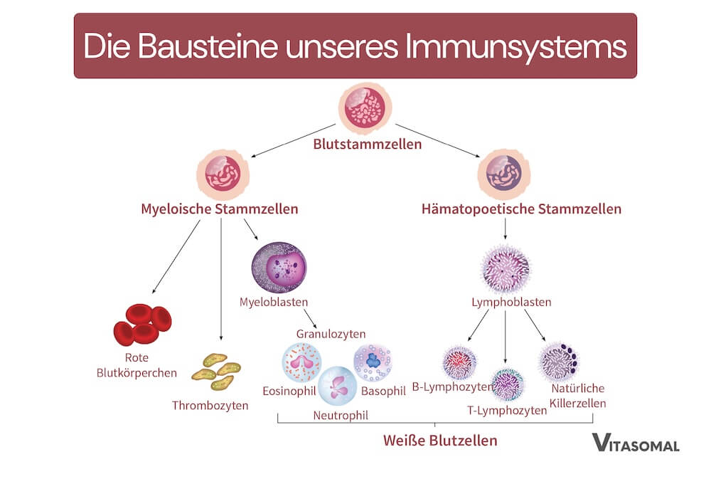 Die Bausteine unseres Immunsystems
