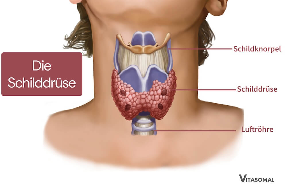 Die Schilddrüse
