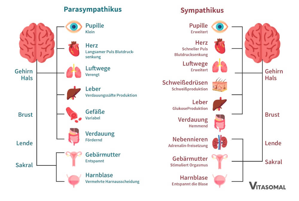 Gesund leben vegetatives nervensystem