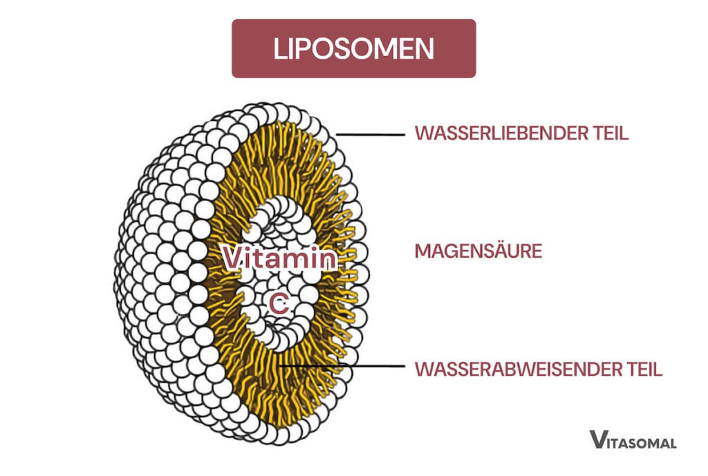 liposomale nahrungsergänzungsmittel