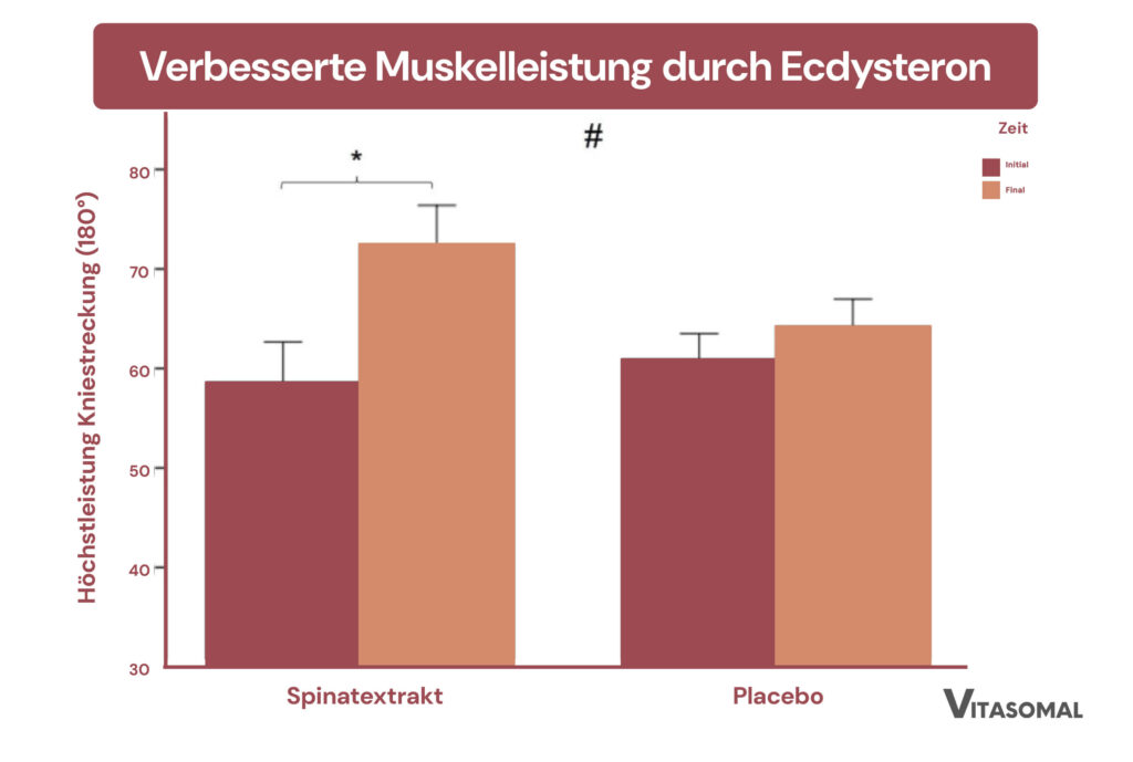 Ecdysteron Muskelleistung
