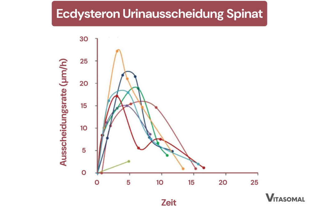 Ecdysteron Urinausscheidung Spinat