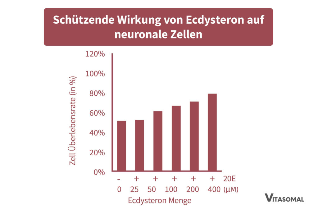 Schützende Wirkung von Ecdysteron auf neuronale Zellen