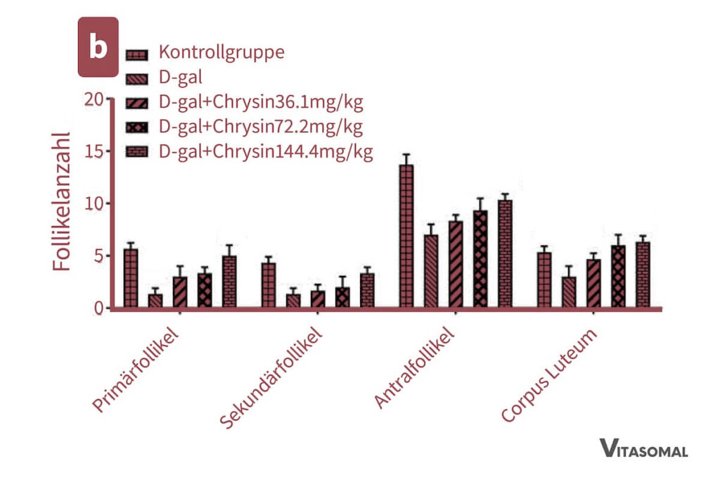 Chrysin Effekt auf Follikelanzahl