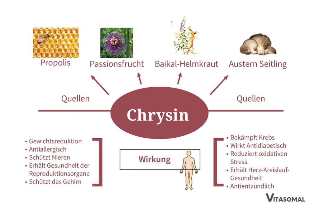 Chrysin Übersicht