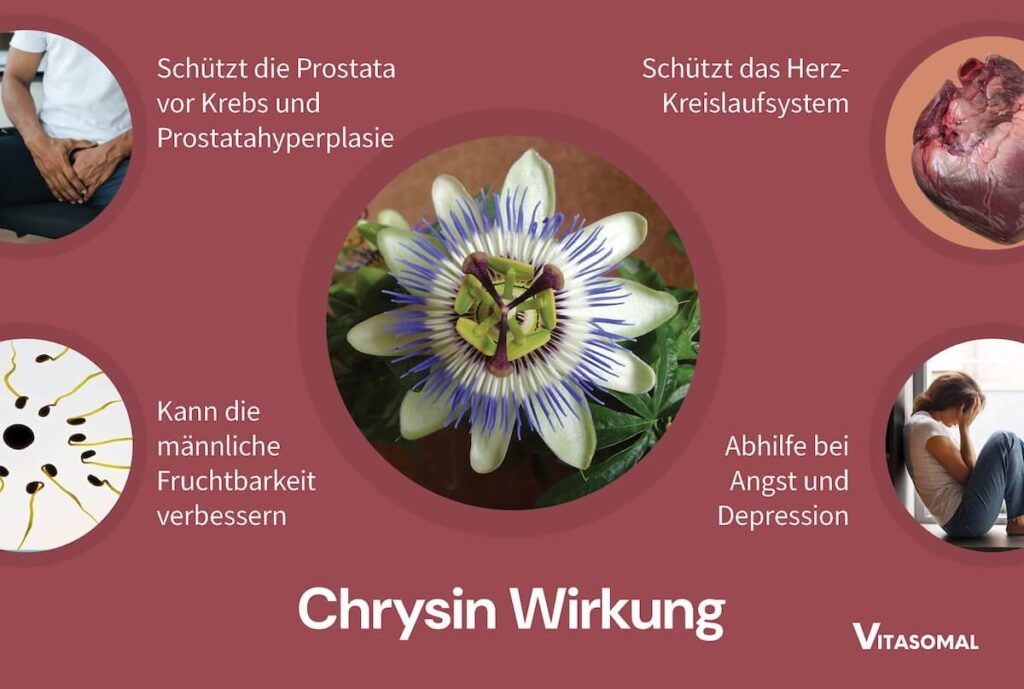 Chrysin Wirkung