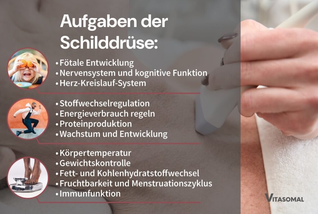Q10 Wirkung - Aufgaben der Schilddrüse