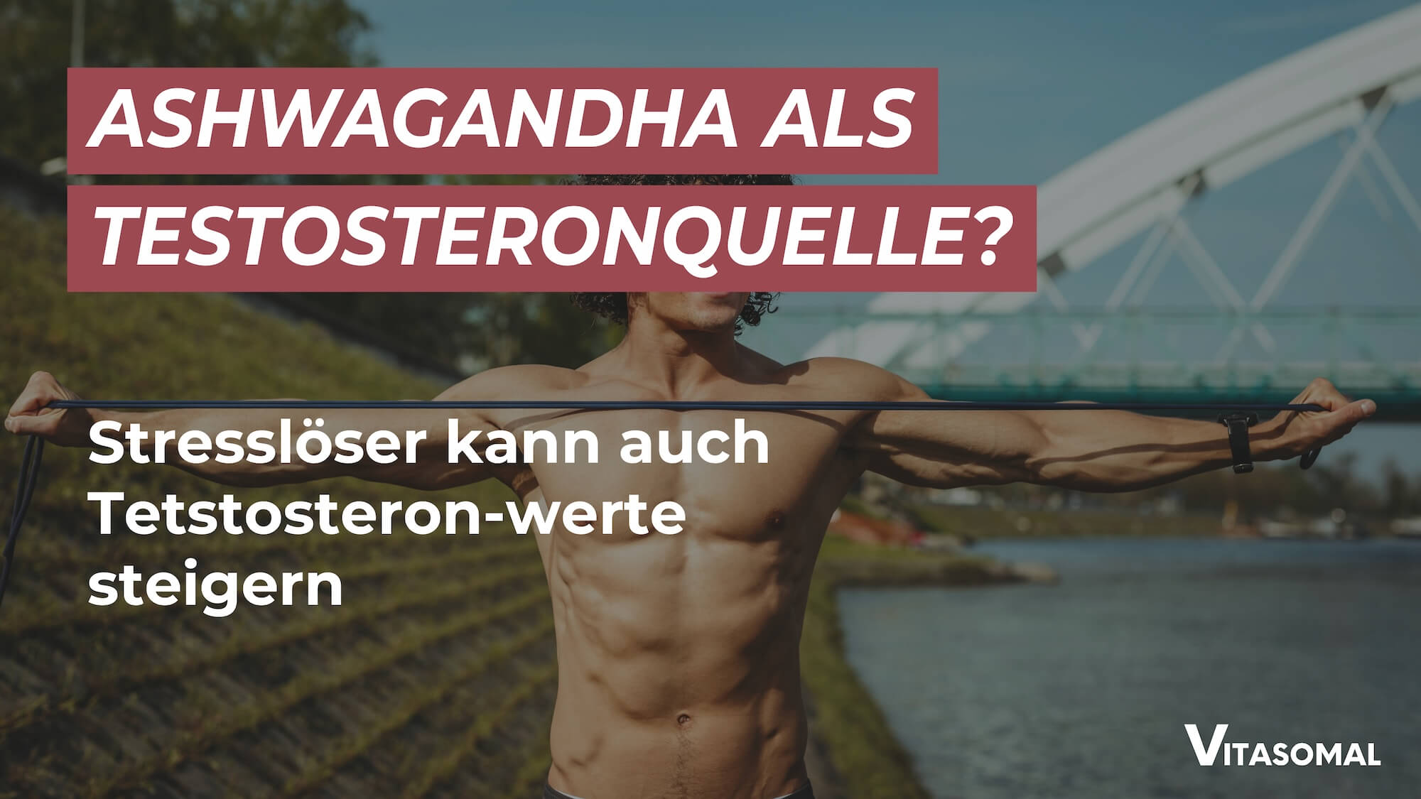 Ashwagandha Testosteron