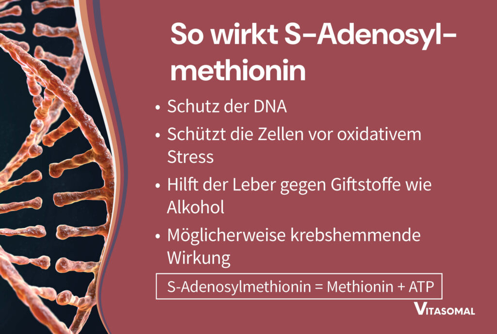 So wirkt S-Adenosylmethionin