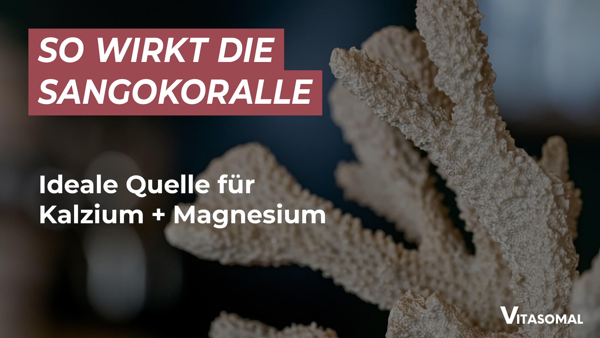 Sangokoralle